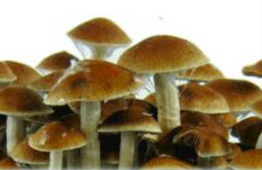 mushroom dementia, mushroom Alzheimer, mushroom benefit, mushroom Health, mushroom Cultivation