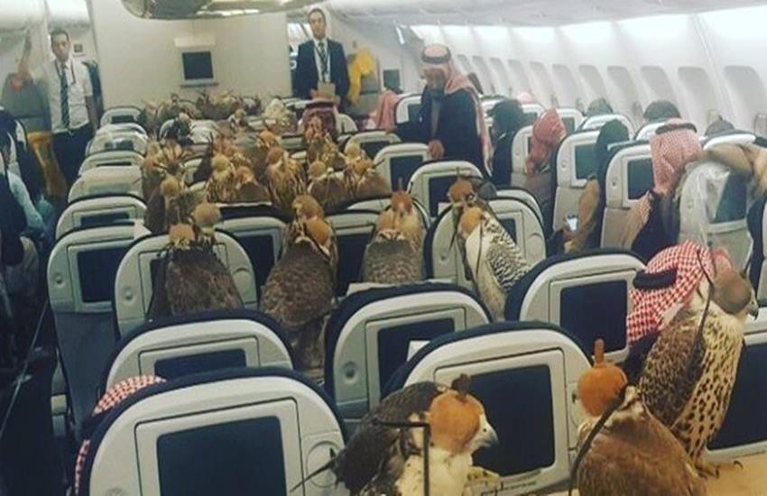 Saudi prince solves excess baggage problems - by booking his 80 hawks in First Class