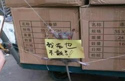 चावल चुराने पर गब्बर स्टाइल में लोगों ने दी चूहे को सजा, रस्सी से हाथ-पैर बांधकर लटकाया