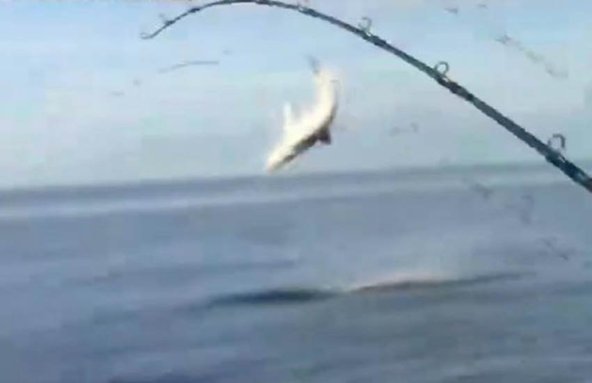 shark, bait shark, bait