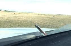 100 की रफ्तार में कार दौड़ा रही महिला को दिन में दिखे तारे, जब बोनट से निकल आया जहरीला सांप-VIDEO