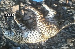 तेज रफ्तार ट्रेन ने टक्कर मारकर ली तेंदुए की जान, मौके पर पहंची टीम