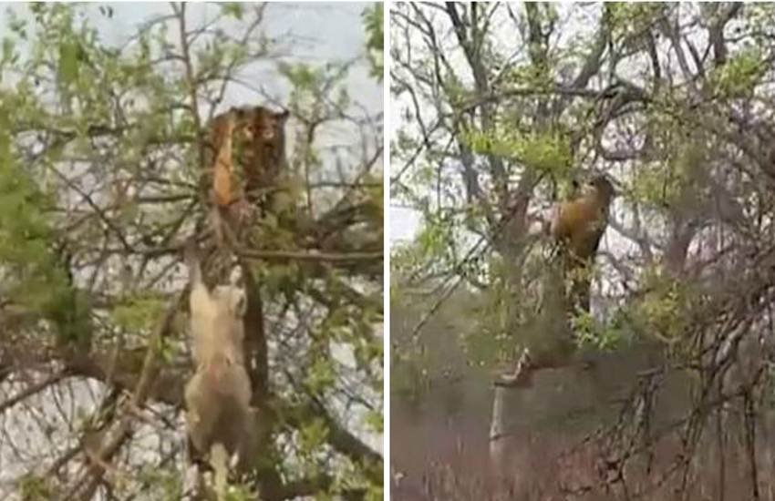 बंदर के कारण पेड़ पर लटका बाघ। (Photo Source: Videograb)