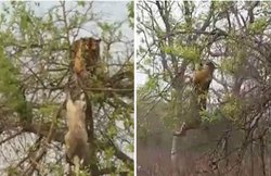 VIDEO: बंदर के शिकार के लिए पेड़ पर चढ़े भूखे बाघ का हुआ बुरा हाल, हवा में लटका