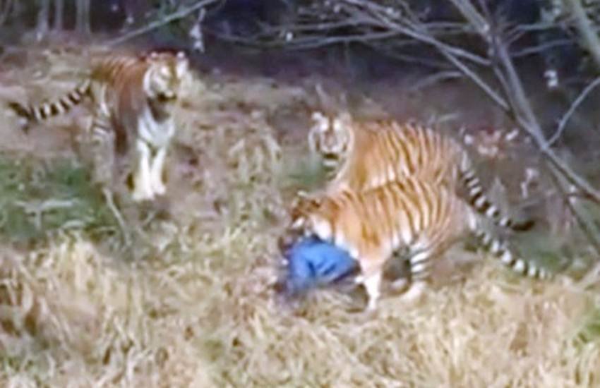 चिड़िया घर घूमने गए शख्स पर बाघों ने किया हमला। (Videograb)