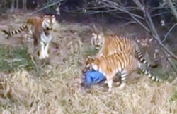 वीडियो: पत्नी-बच्चे के साथ चिड़िया घर घूमने गया युवक बाघ के बाड़े में घुसा, तीन टाइगर्स ने मिलकर बोला धावा, किया ऐसा हाल