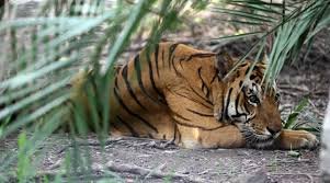 the National Tiger Conservation Authority, NTCA, Tighter death the National Tiger Conservation Authority, NTCA, Tighter death