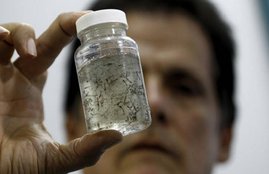 zika virus mosquito