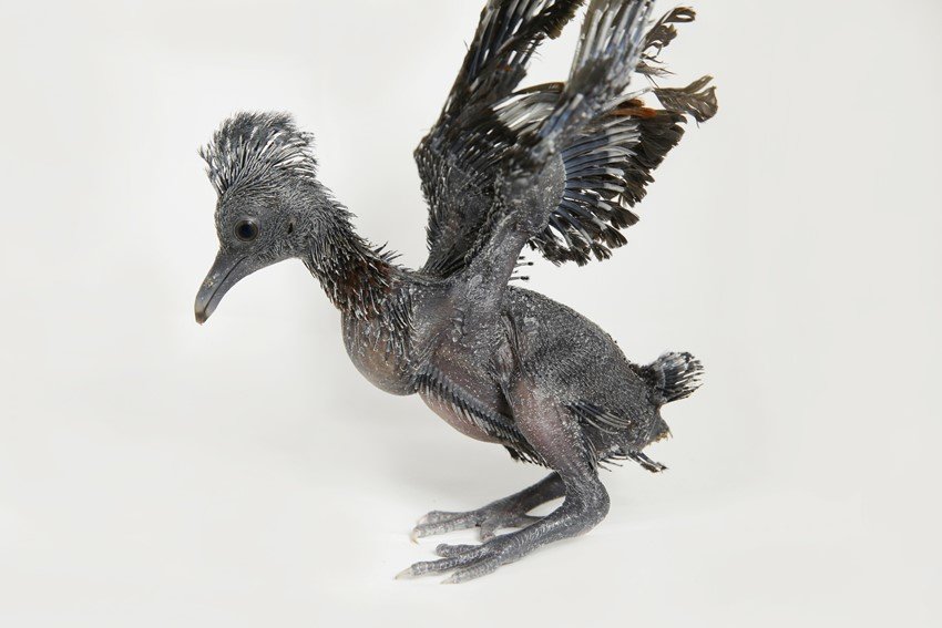 Singapore, Singapore wildlife parks, Jurong Bird Park, Night Safari, River Safari, Singapore Zoo, Southeast Asian animals, Wildlife Reserves Singapore, Baby cheetah, fennec foxes, jansatta