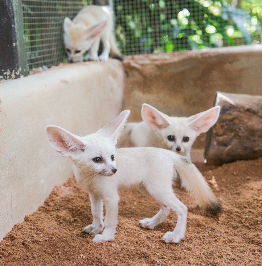 Singapore, Singapore wildlife parks, Jurong Bird Park, Night Safari, River Safari, Singapore Zoo, Southeast Asian animals, Wildlife Reserves Singapore, Baby cheetah, fennec foxes, jansatta