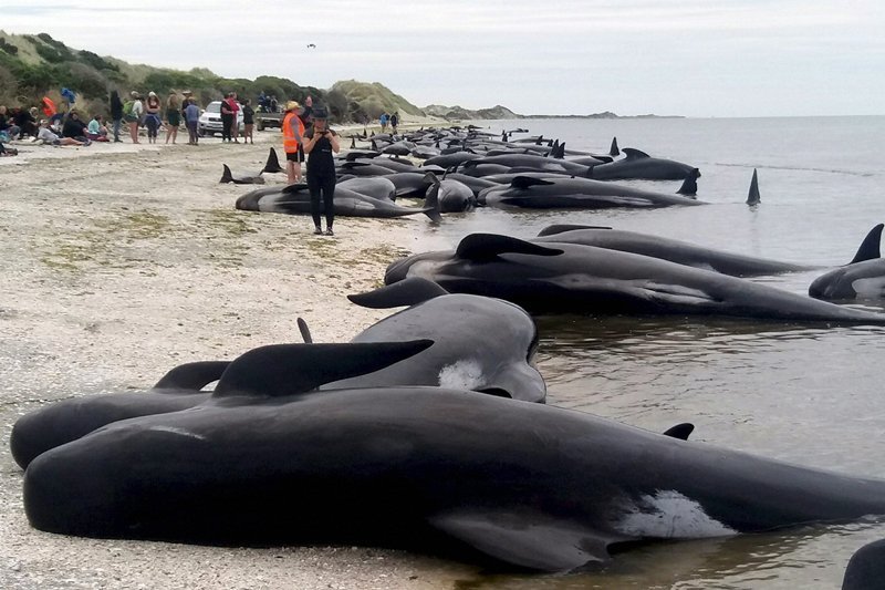 Whales new zealand, new zealand whale stranding, whale endangered, whale stranding incident, pointer whales, types of whales, whales dead, blue whales, whales wash up on beach, whales new zealand photo, whales new zealand update, whales new zealand dead