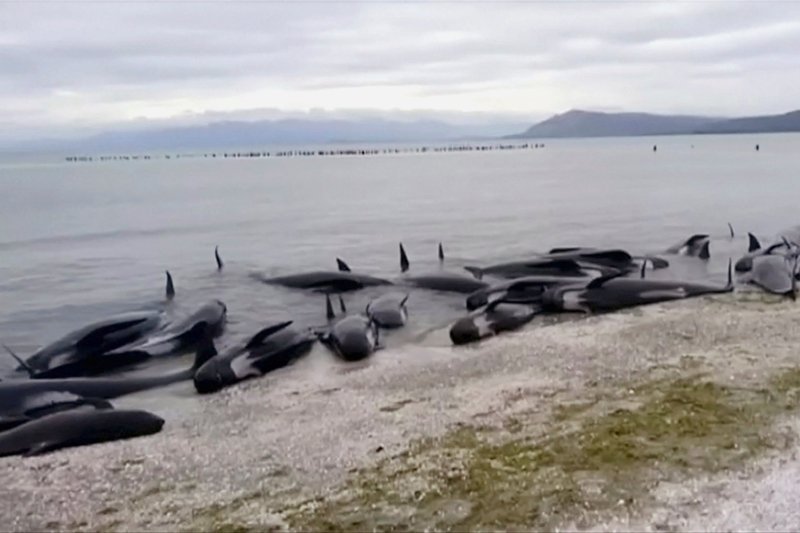 Whales new zealand, new zealand whale stranding, whale endangered, whale stranding incident, pointer whales, types of whales, whales dead, blue whales, whales wash up on beach, whales new zealand photo, whales new zealand update, whales new zealand dead