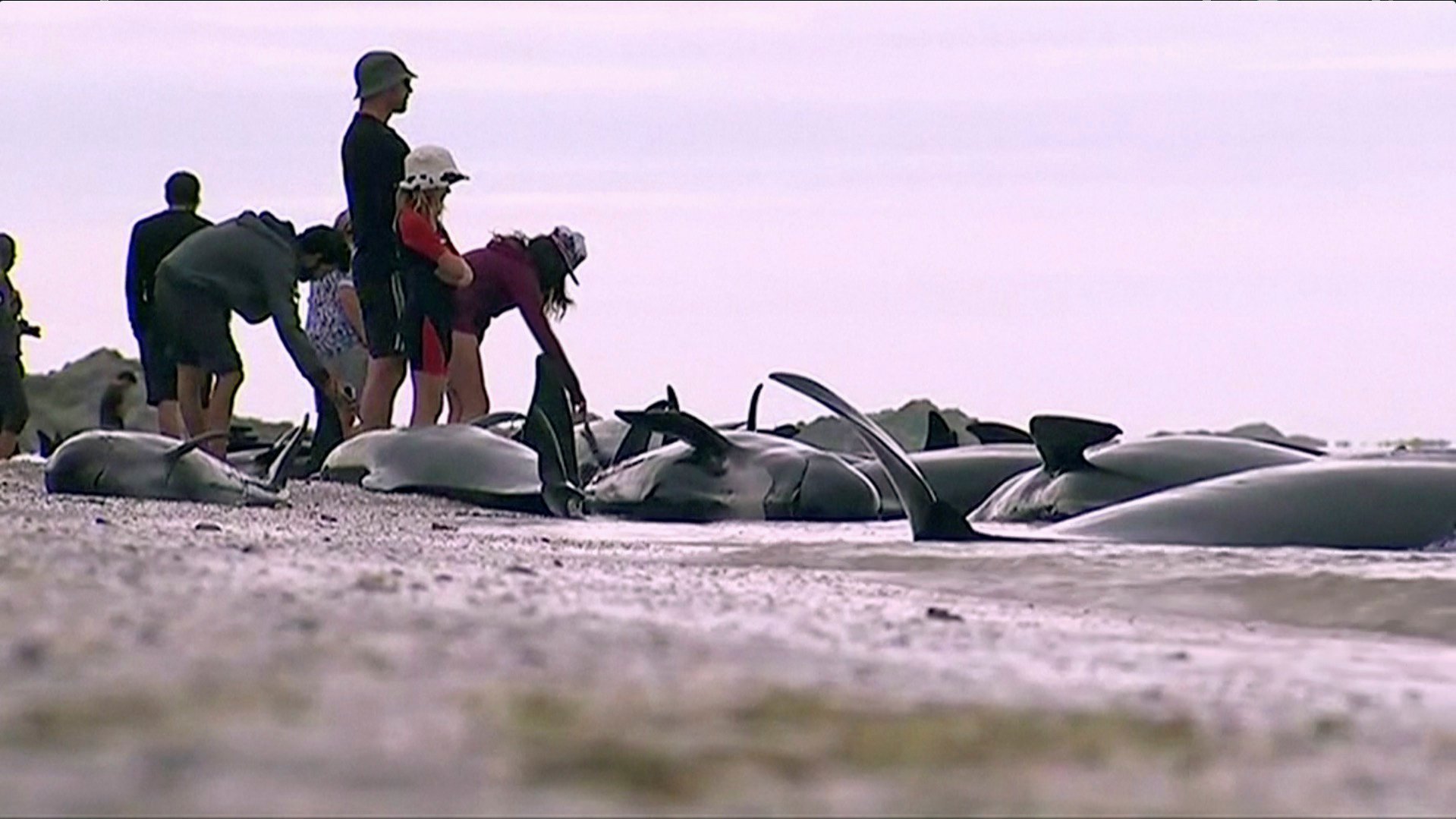 Whales new zealand, new zealand whale stranding, whale endangered, whale stranding incident, pointer whales, types of whales, whales dead, blue whales, whales wash up on beach, whales new zealand photo, whales new zealand update, whales new zealand dead
