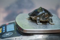 कहानी- कछुए की सीख