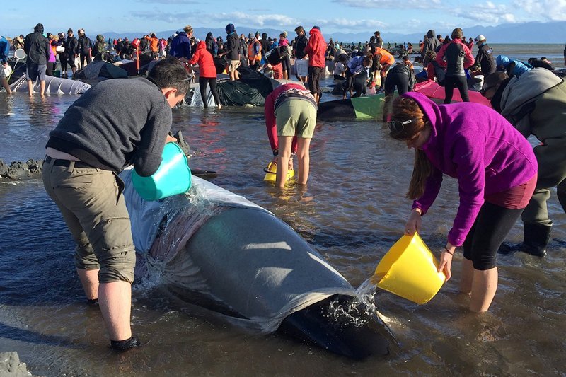 Whales new zealand, new zealand whale stranding, whale endangered, whale stranding incident, pointer whales, types of whales, whales dead, blue whales, whales wash up on beach, whales new zealand photo, whales new zealand update, whales new zealand dead