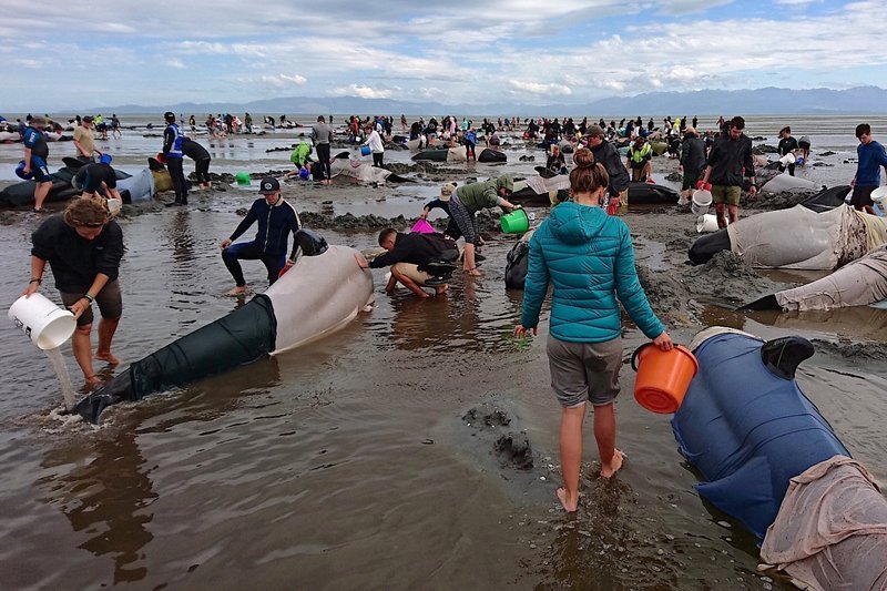 Whales new zealand, new zealand whale stranding, whale endangered, whale stranding incident, pointer whales, types of whales, whales dead, blue whales, whales wash up on beach, whales new zealand photo, whales new zealand update, whales new zealand dead