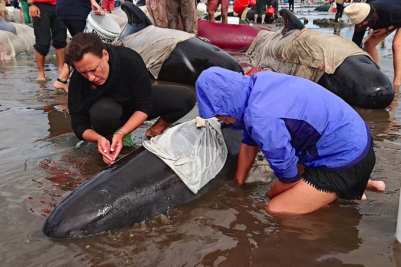 Whales new zealand, new zealand whale stranding, whale endangered, whale stranding incident, pointer whales, types of whales, whales dead, blue whales, whales wash up on beach, whales new zealand photo, whales new zealand update, whales new zealand dead