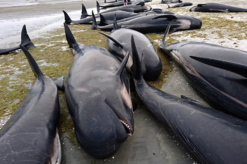 Whales new zealand, new zealand whale stranding, whale endangered, whale stranding incident, pointer whales, types of whales, whales dead, blue whales, whales wash up on beach, whales new zealand photo, whales new zealand update, whales new zealand dead