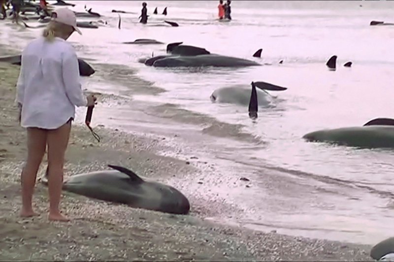 Whales new zealand, new zealand whale stranding, whale endangered, whale stranding incident, pointer whales, types of whales, whales dead, blue whales, whales wash up on beach, whales new zealand photo, whales new zealand update, whales new zealand dead
