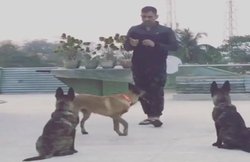 वीडियो: कप्‍तानी छोड़ने के बाद खाली वक्‍त में कुत्‍तों को फील्डिंग सिखा रहे हैं एमएस धोनी