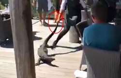 वायरल वीडियो: रेस्तरां में घुस गई भयावह छिपकली, महिला वेटर ने पूंछ पकड़ कर किया बाहर