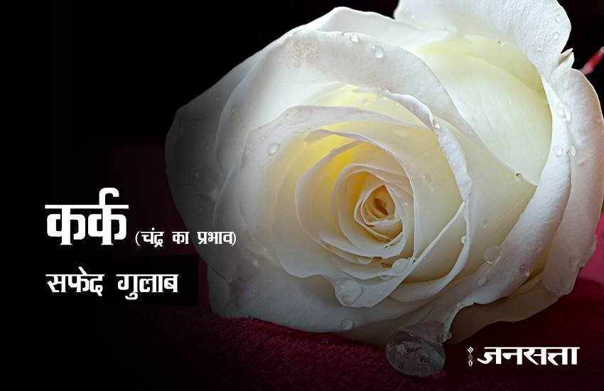 rose day, happy rose day 2017, happy rose day, rose day 2017, rose day images, happy rose day images, rose day images 2017, valentine day, valentine day 2017, rose day tips, rose for girlfriend, rose day gift ideas, rose day gifts, rose day latest news