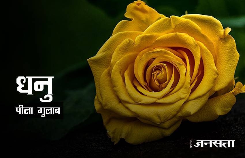 rose day, happy rose day 2017, happy rose day, rose day 2017, rose day images, happy rose day images, rose day images 2017, valentine day, valentine day 2017, rose day tips, rose for girlfriend, rose day gift ideas, rose day gifts, rose day latest news