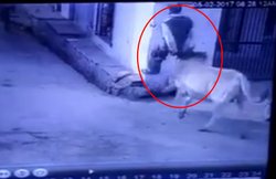 CCTV में कैद हुआ सांड का आतंक, टहल रहे शख्स को सींग से उठाकर जमीन पर पटका