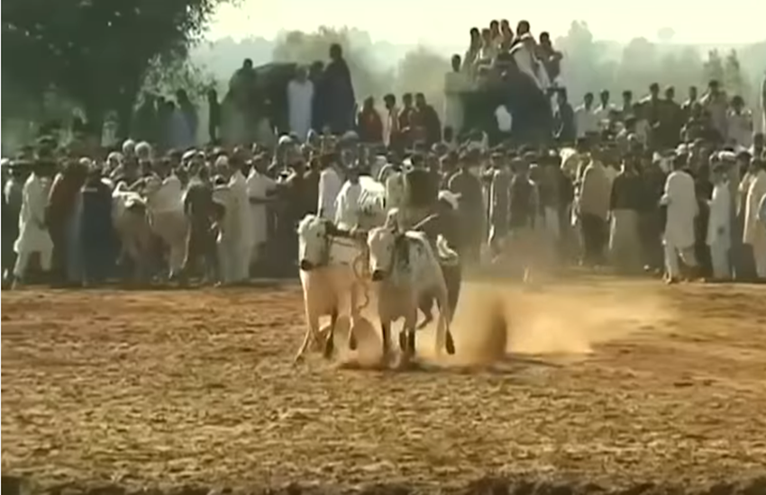 Bull racing in pakistan, Bull racing video, thousands of people watch video, पाकिस्तान के लोग, पाकिस्तान की राजधानी इस्लामाबाद, सुल्तानी गांव, आसिफ अली खान नाम
