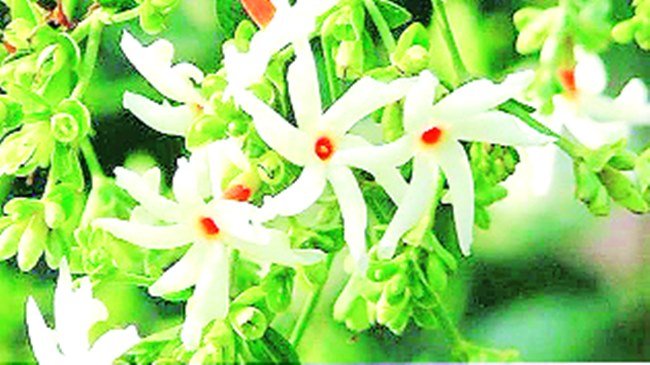 हरसिमरन।