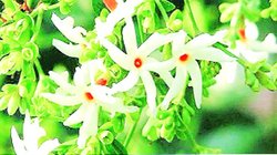 जानकारी- हरसिंगार