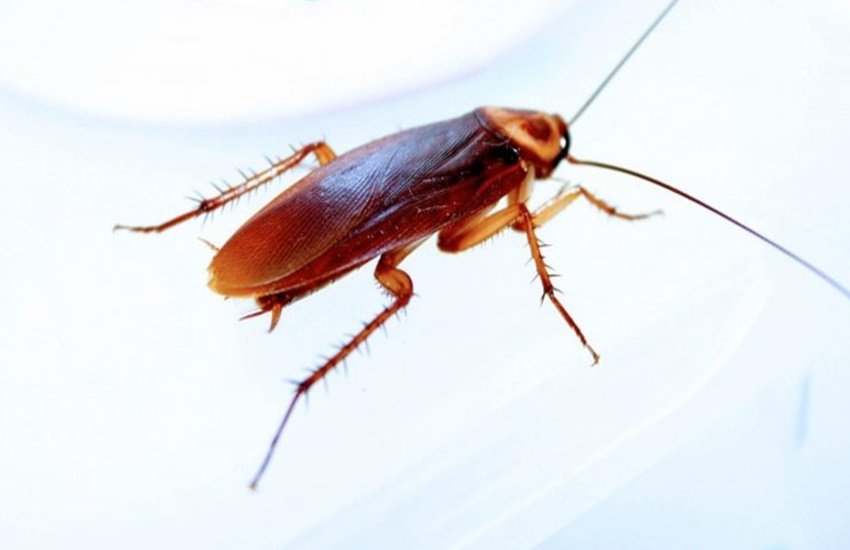 cockroach, Doctor, hopital, nose, woman, opration