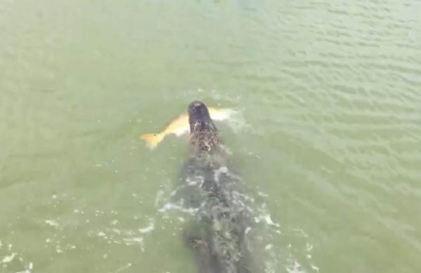 crocodile, crocodile steal fish, alligator, alligator steal fish, crocodile video, viral video, interesting video, social media crocodile, crocodile steal fish, alligator, alligator steal fish, crocodile video, viral video, interesting video, social media