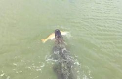 कांटे में फंसी मछली को ले लड़ा मगरमच्‍छ, सोशल मीडिया पर धूम मचा रहा वीडियो