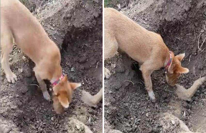 कुत्ते ने भाई को दी विदाई। (Photo Source: Videograb)