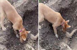 वीडियो: कुत्ते ने भाई को दी दिल छू लेने वाली अंतिम विदाई, मुंह से मिट्टी डालकर कब्र में दफनाया, मनाया मातम