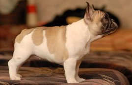 french bulldog, marriage, wedding, couple, ring, london