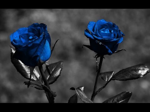 Rose day, valentine's day, roses, rose bouquet, rose colors meanings, red roses, pink roses, rose prices, roses valentine