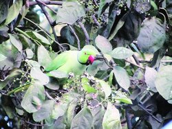 राजधानी में परिंदे