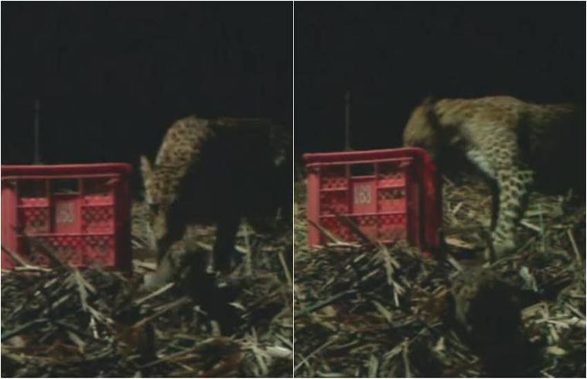 मादा तेंदुए को अपने बिछड़े बच्चों से दिखाया गया। (Photo Source: Wildlife S.O.S/ Facebook) 