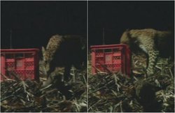 वीडियो: गांववालों ने तेंदुए के बिछड़े बच्चों को मां से मिलाया, कैमरे में कैद हुआ दिल को छू लेने वाला यह सीन