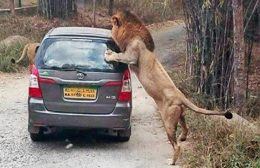 शेर ने किया गाड़ी पर हमला। (Photo Source: Facebook) शेर ने किया गाड़ी पर हमला। (Photo Source: Facebook)