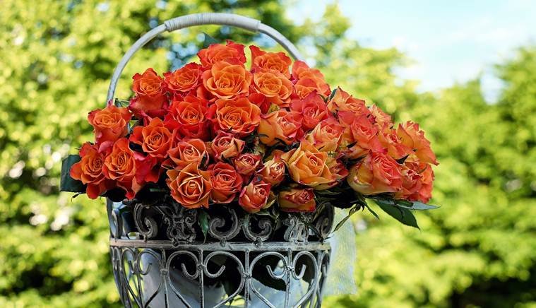 Rose day, valentine's day, roses, rose bouquet, rose colors meanings, red roses, pink roses, rose prices, roses valentine