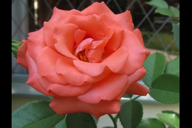Rose day, valentine's day, roses, rose bouquet, rose colors meanings, red roses, pink roses, rose prices, roses valentine