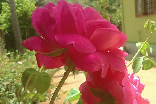 Rose day, valentine's day, roses, rose bouquet, rose colors meanings, red roses, pink roses, rose prices, roses valentine