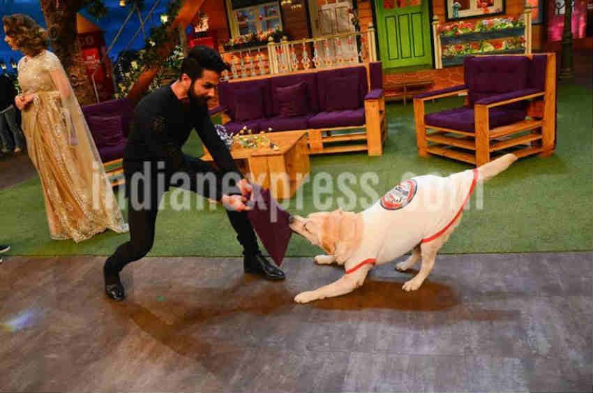 the kapil sharma show, shahid kapoor, kangna ranaut, rangoon, saif ali khan, new movies, latest movies