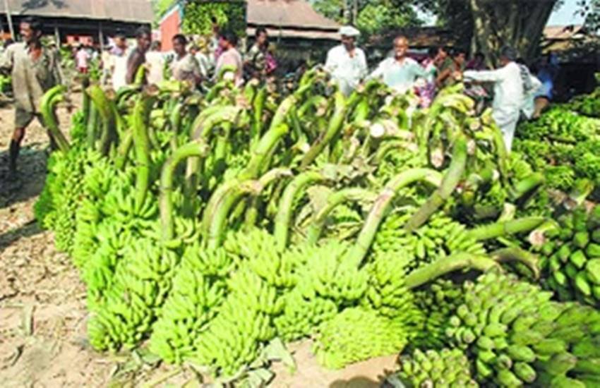 raw banana, banana benefits, raw banana benefits, raw banana for health, kachcha kela khane ke Fayde, kachcha kela, beneifts of bananas, health news, health tips