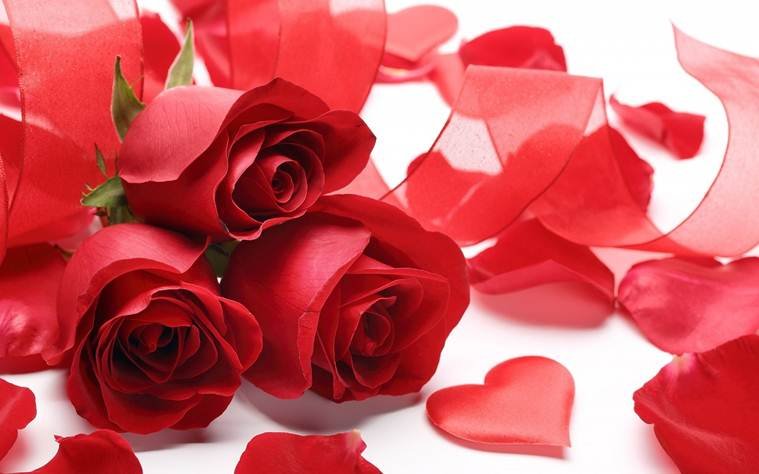 Rose day, valentine's day, roses, rose bouquet, rose colors meanings, red roses, pink roses, rose prices, roses valentine