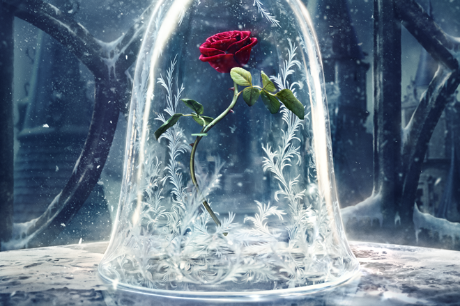 Rose day, valentine's day, roses, rose bouquet, rose colors meanings, red roses, pink roses, rose prices, roses valentine