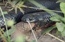 दुनिया के दो सबसे खतरनाक सांपों के बीच हुई जिंदगी की जंग, देखिए ये खौफनाक वीडियो